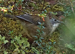 Scrubtit