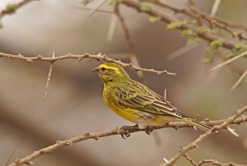 White-bellied Canary