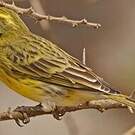 Serin à ventre blanc