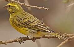 Serin à ventre blanc