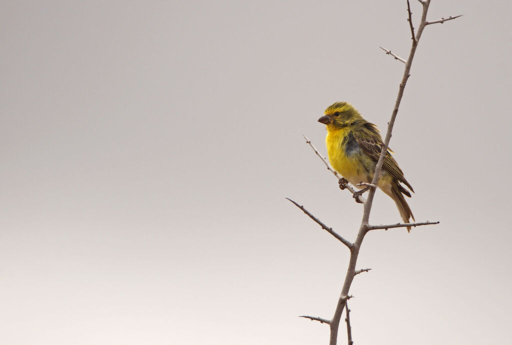 White-bellied Canary