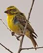 Serin à ventre blanc