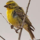 Serin à ventre blanc