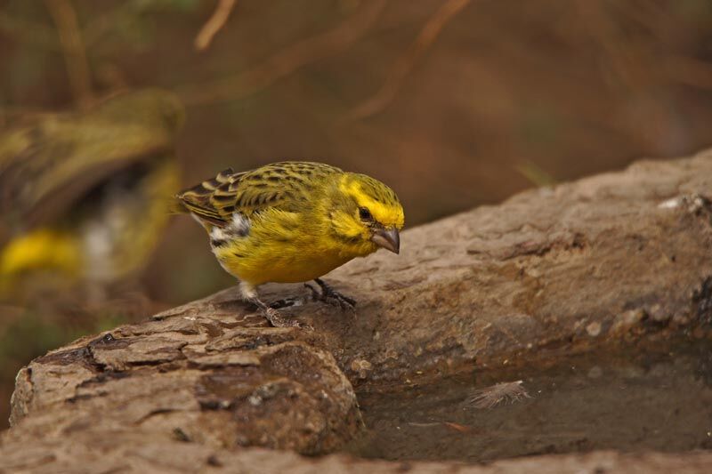 White-bellied Canary