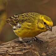 White-bellied Canary