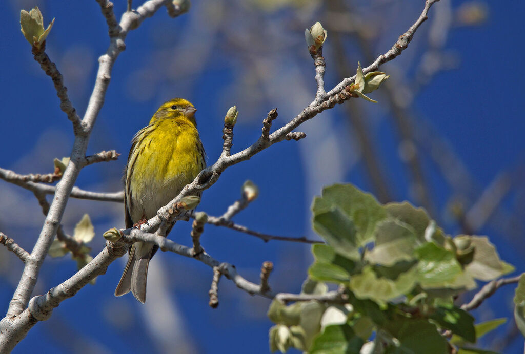 European Serin