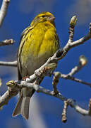 European Serin