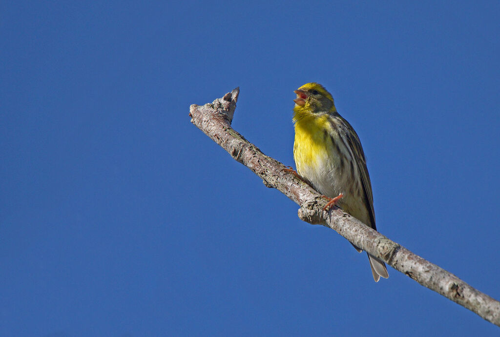 European Serin