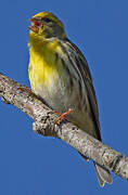 European Serin