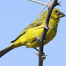 Serin de Sainte-Hélène
