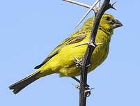 Serin de Sainte-Hélène