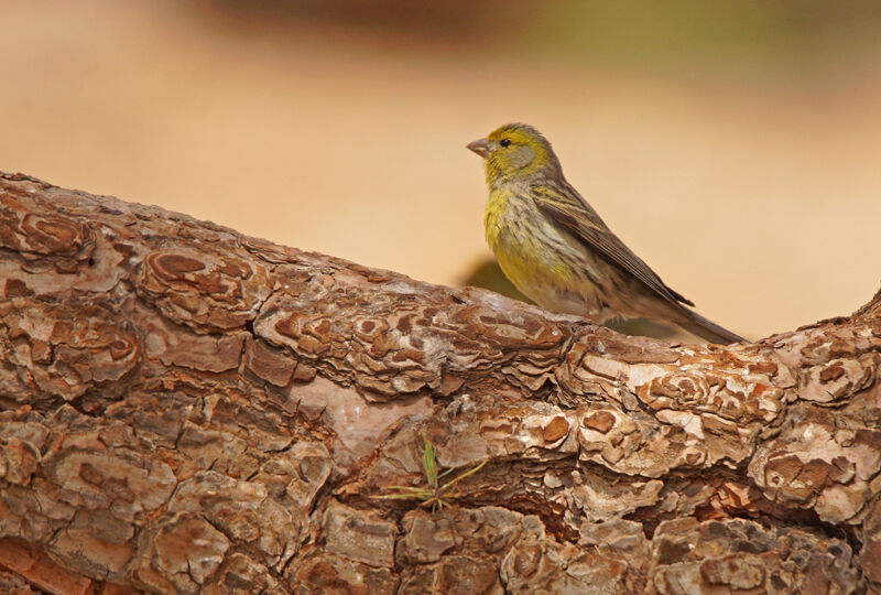 Atlantic Canary