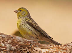 Atlantic Canary