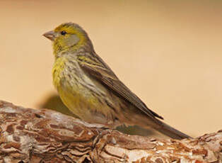 Serin des Canaries