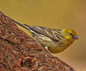 Serin des Canaries