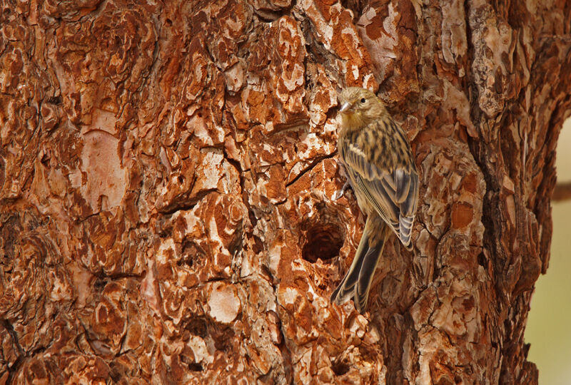 Atlantic Canary