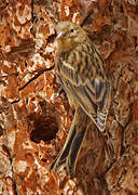 Serin des Canaries