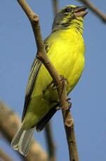 Serin du Mozambique