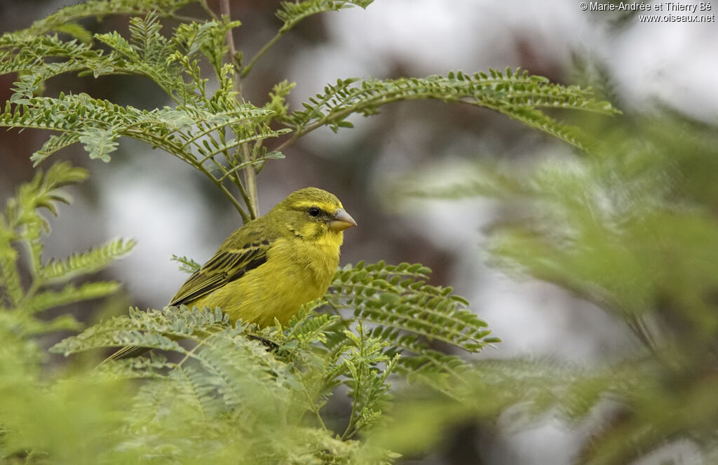 Yellow-fronted Canary