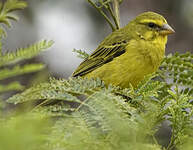 Serin du Mozambique