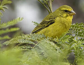 Serin du Mozambique