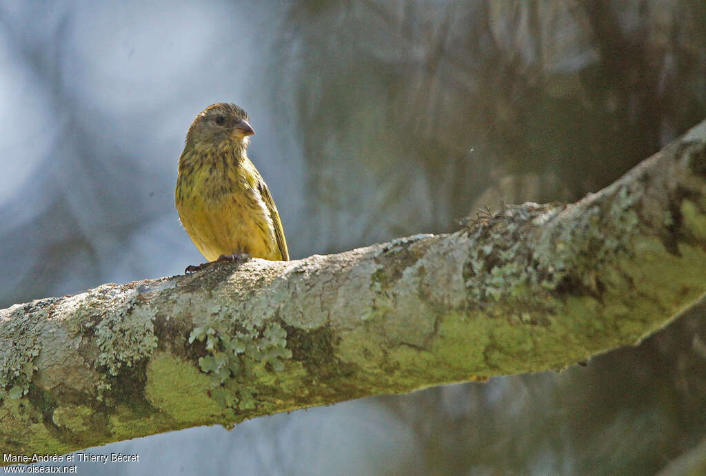 Southern Citriladult, close-up portrait