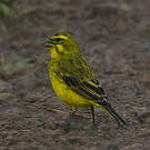 Serin soufré