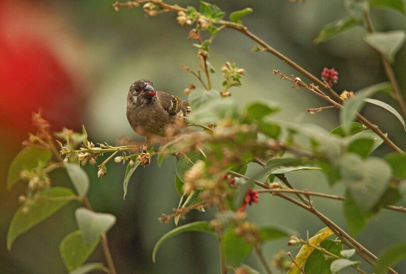 Serin strié