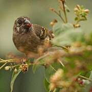 Serin strié