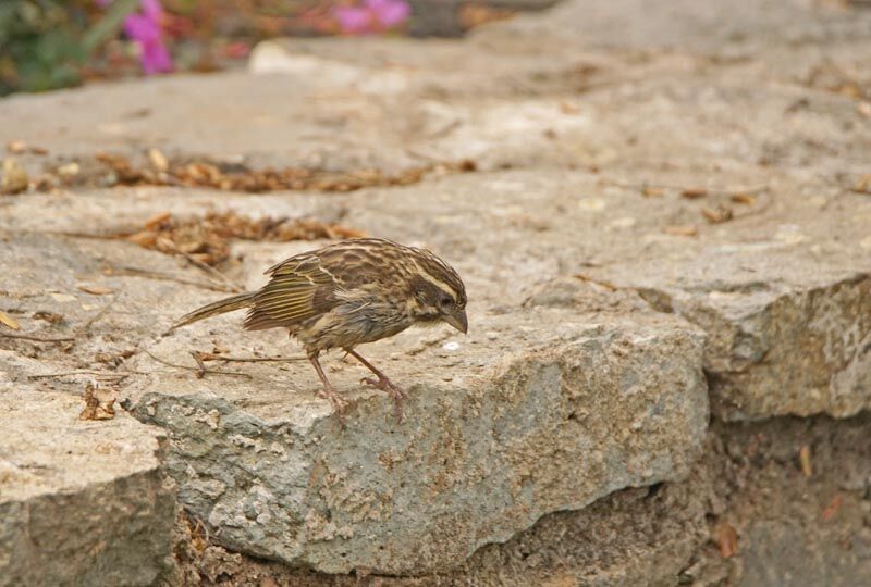 Serin strié