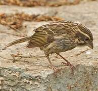 Streaky Seedeater