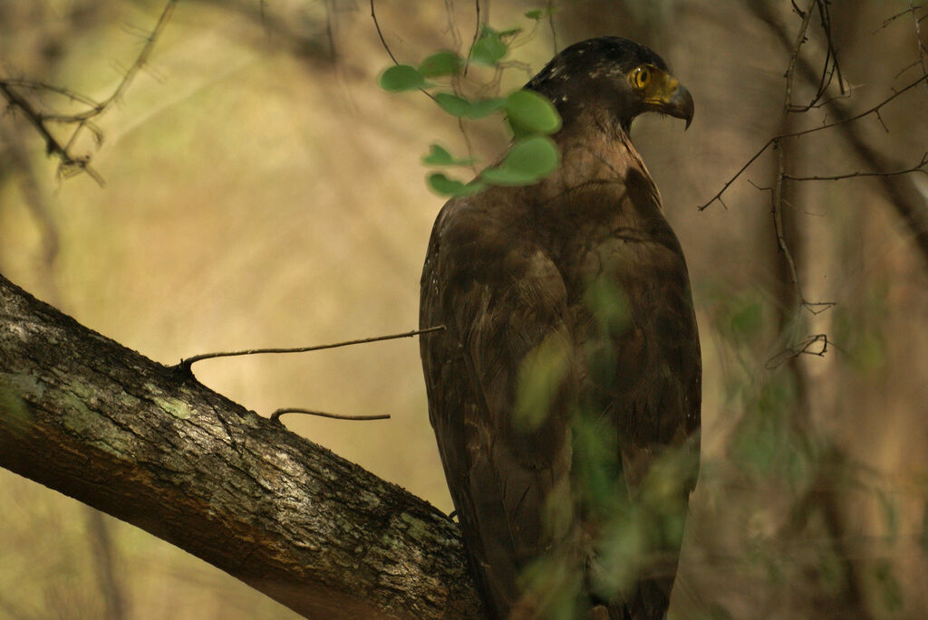 Crested Serpent Eagle