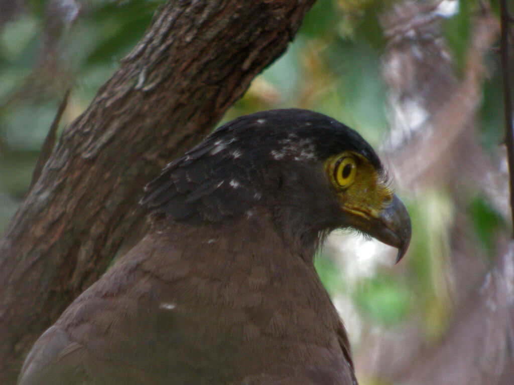 Crested Serpent Eagle