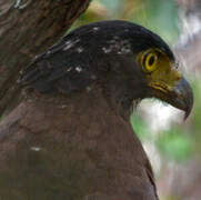 Crested Serpent Eagle