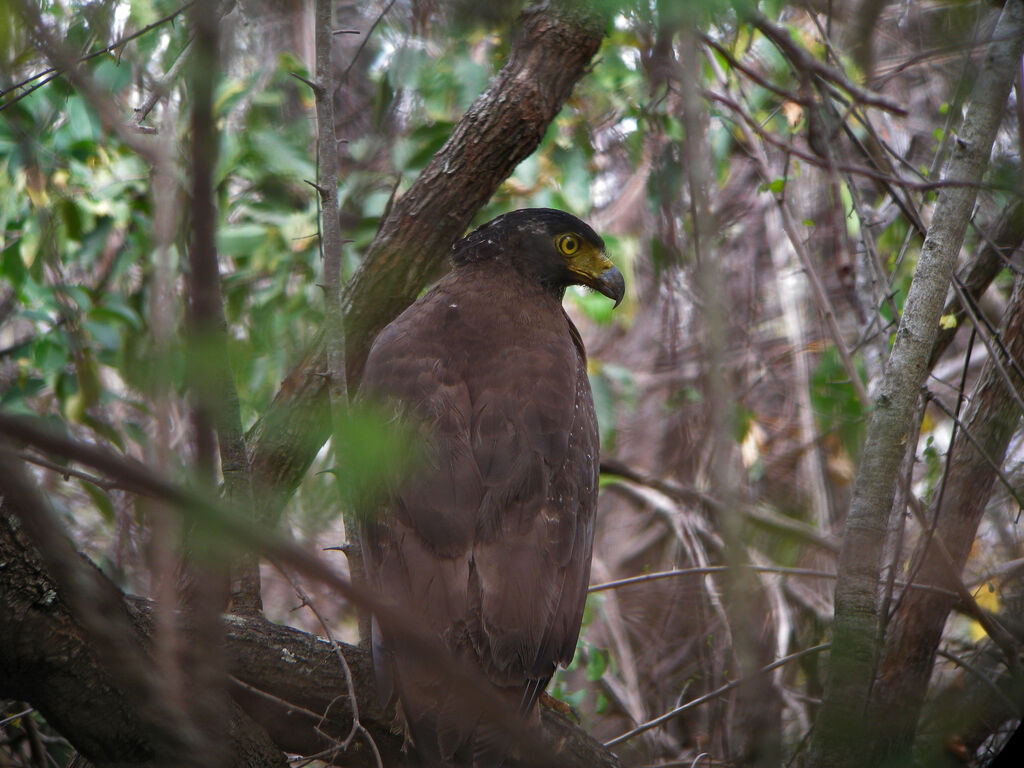 Crested Serpent Eagle