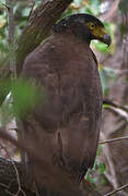 Crested Serpent Eagle