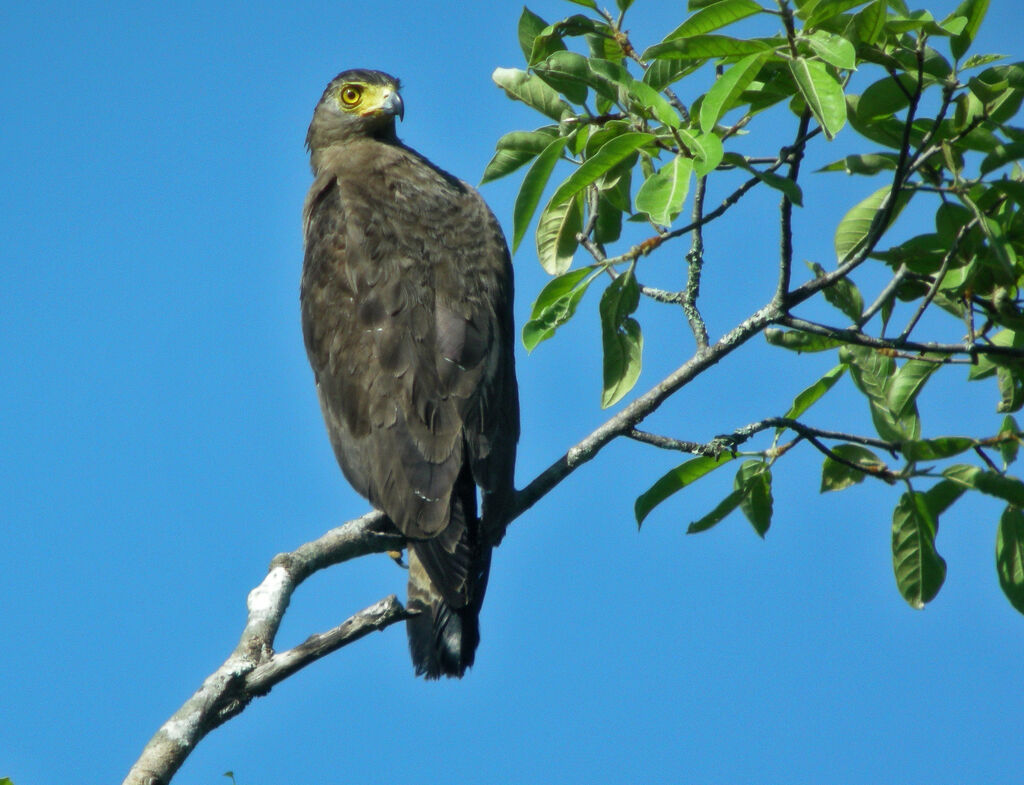 Crested Serpent Eagle