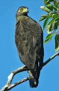 Crested Serpent Eagle