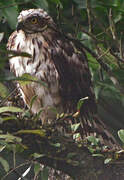 Crested Serpent Eagle