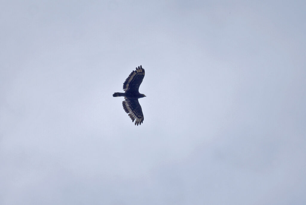 Crested Serpent Eagle