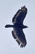 Crested Serpent Eagle