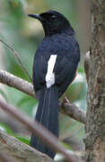 White-rumped Shama