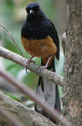 White-rumped Shama