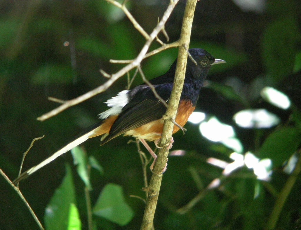 White-rumped Shama, identification