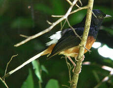 White-rumped Shama