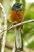 White-rumped Shama