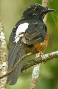 White-rumped Shama