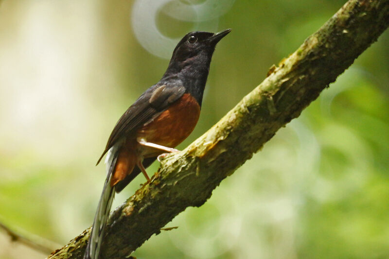 White-rumped Shama