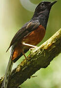 White-rumped Shama