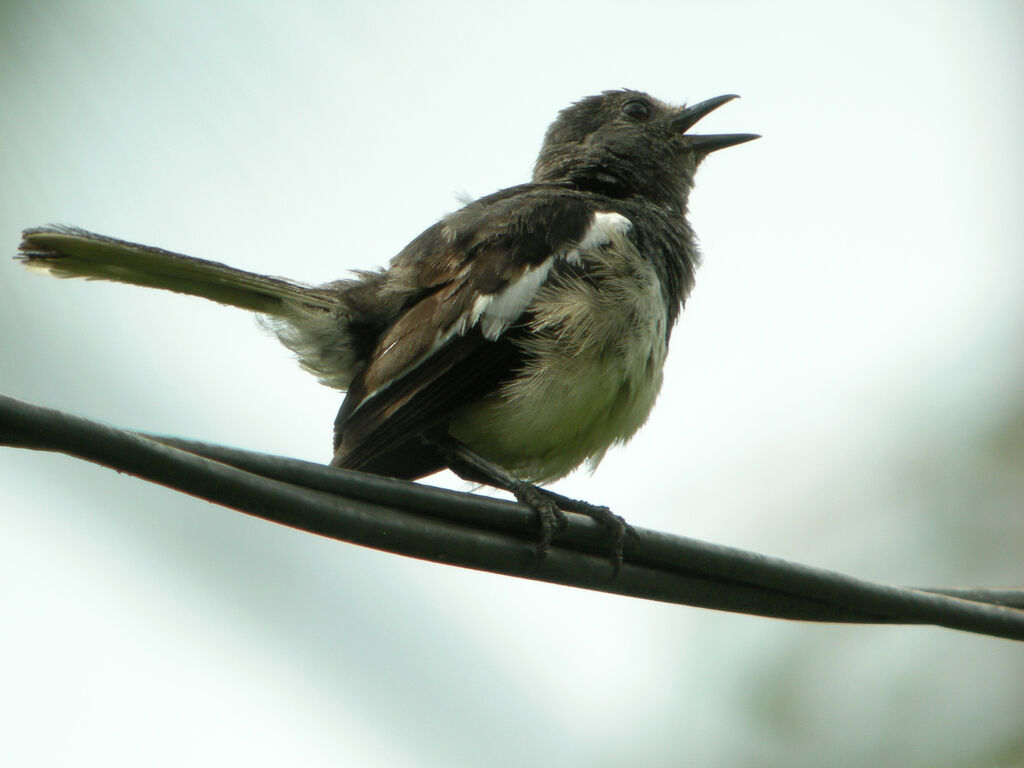 Oriental Magpie-Robin